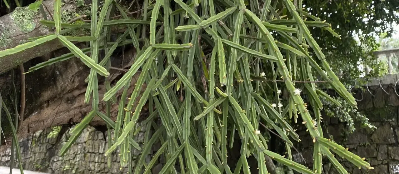 Rhipsalis pentaptera