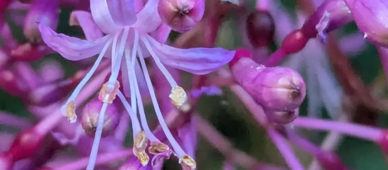 Panicled fuchsia