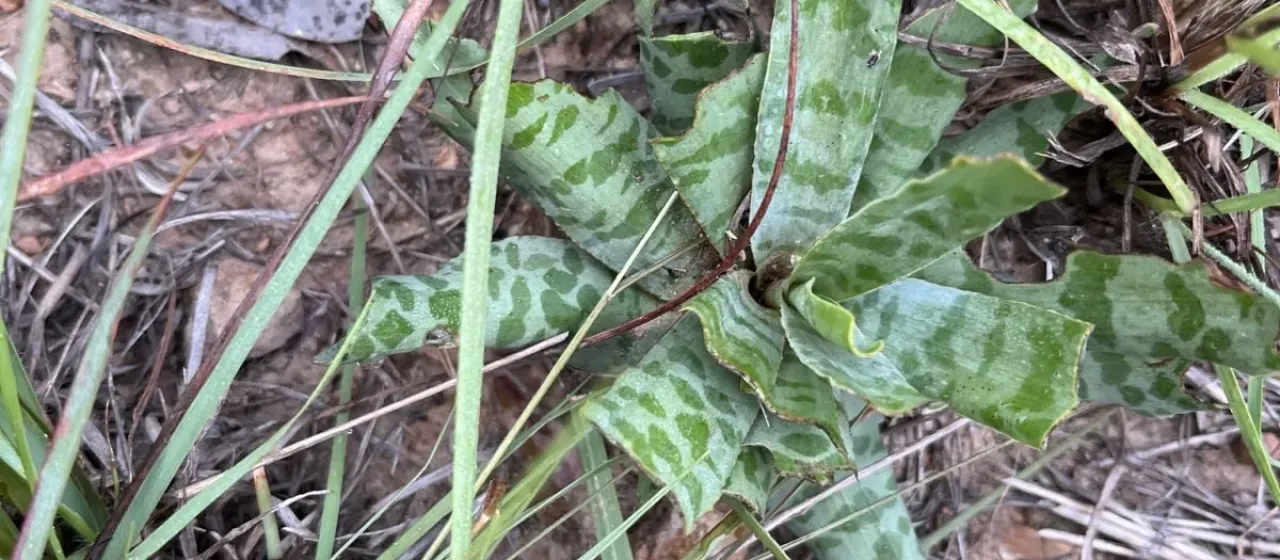 Ledebouria inquinata