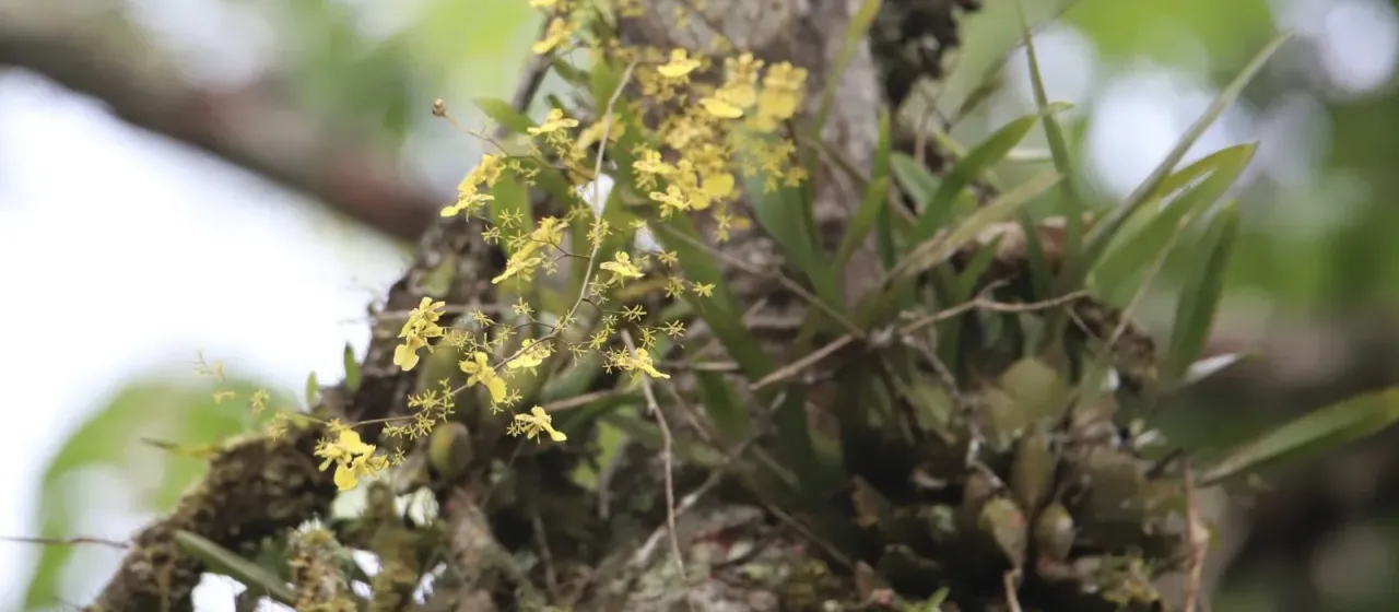 Oncidium abortivum