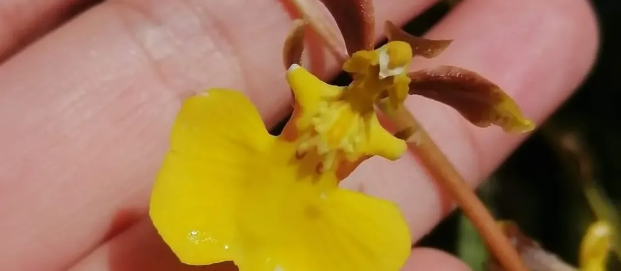 Oncidium geertianum