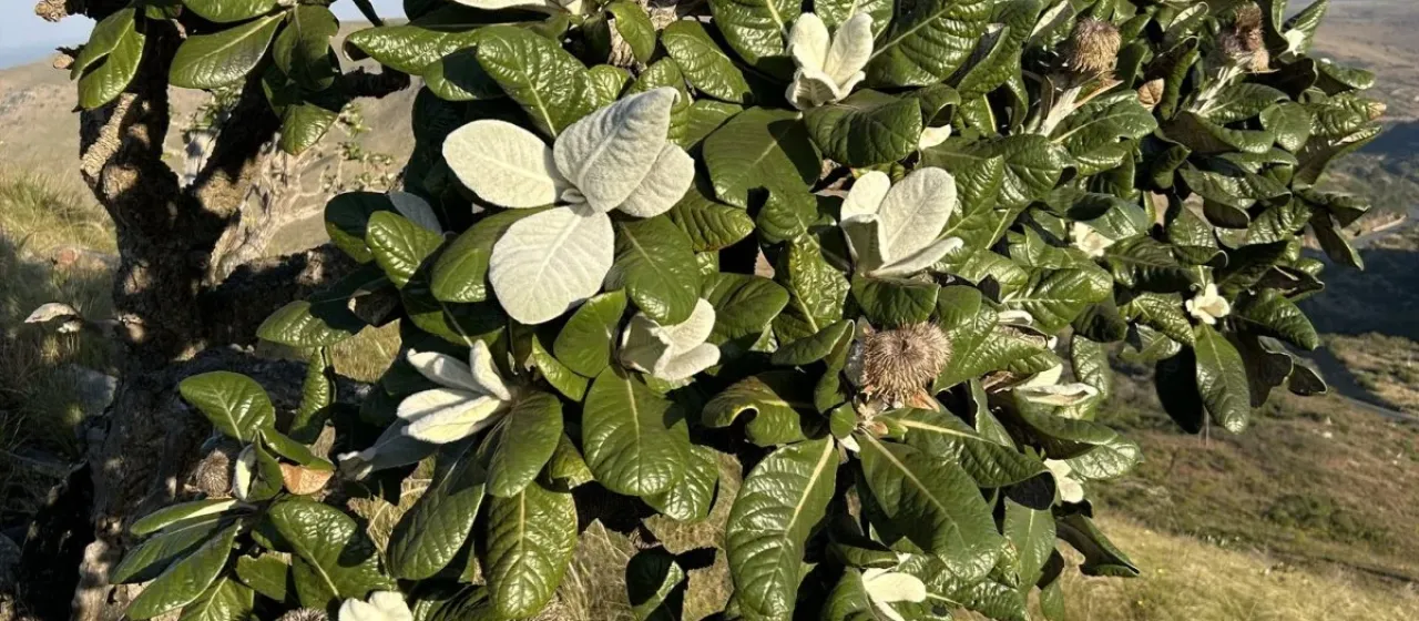 Oldenburgia grandis