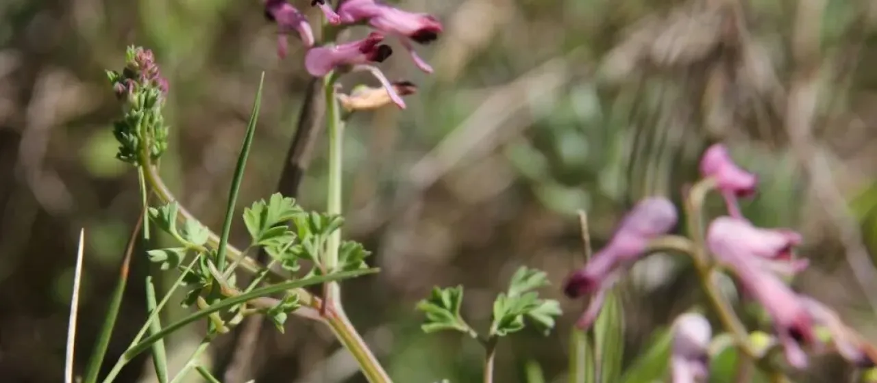 Bastard's fumitory