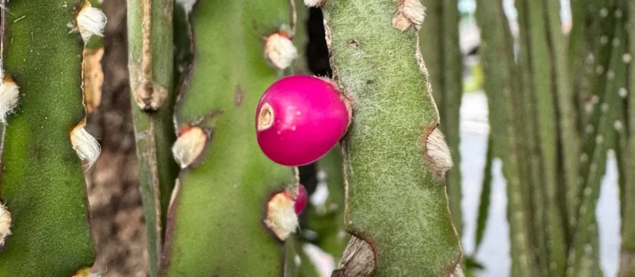 Lepismium cruciforme