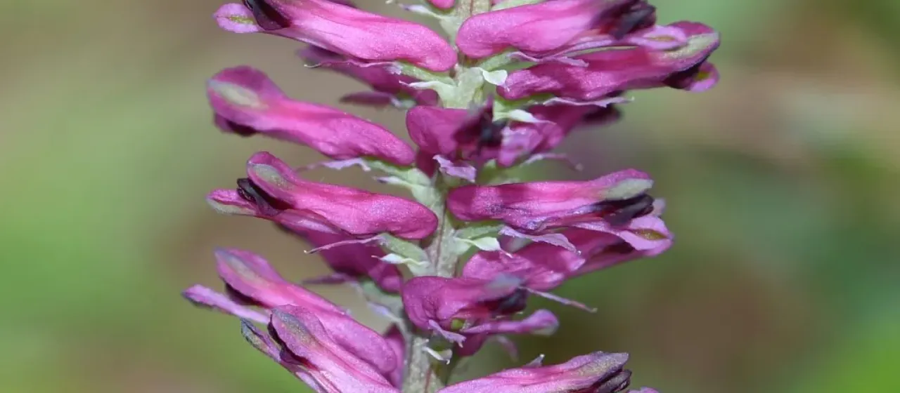 Common fumitory