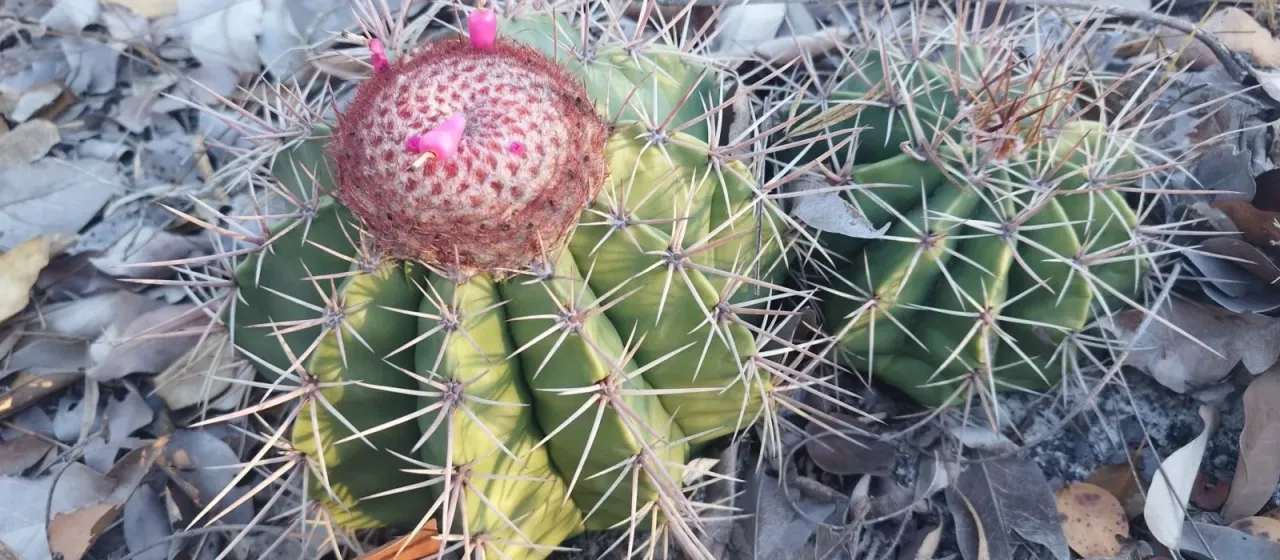 Melocactus bahiensis