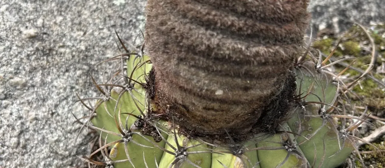 Melocactus lanssensianus