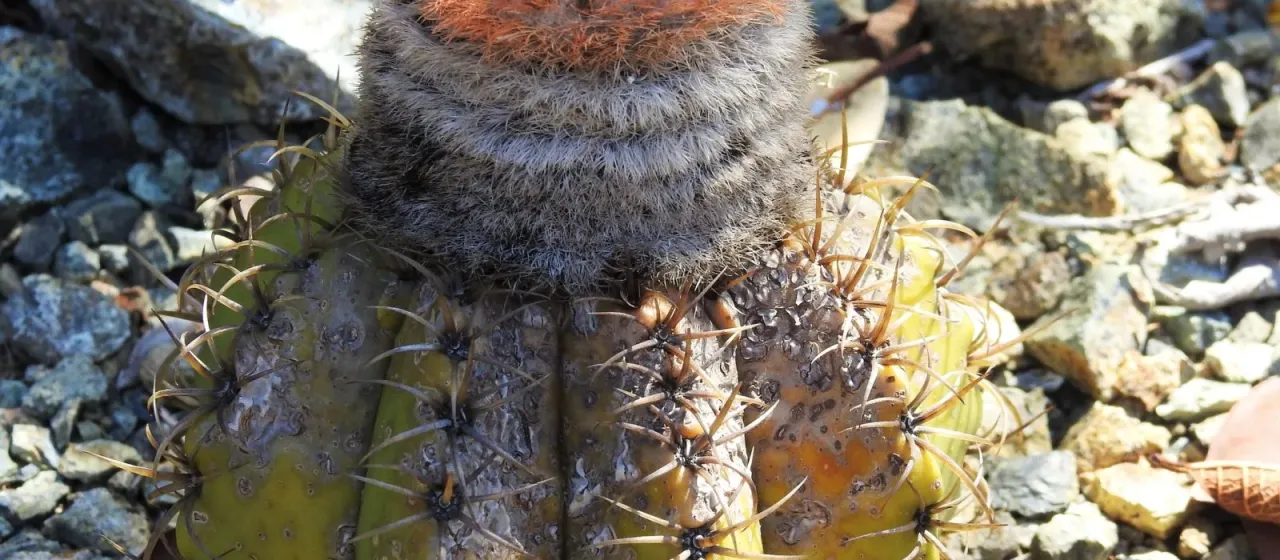 Melocactus matanzanus