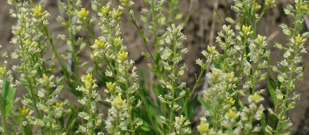 Alyssum hirsutum