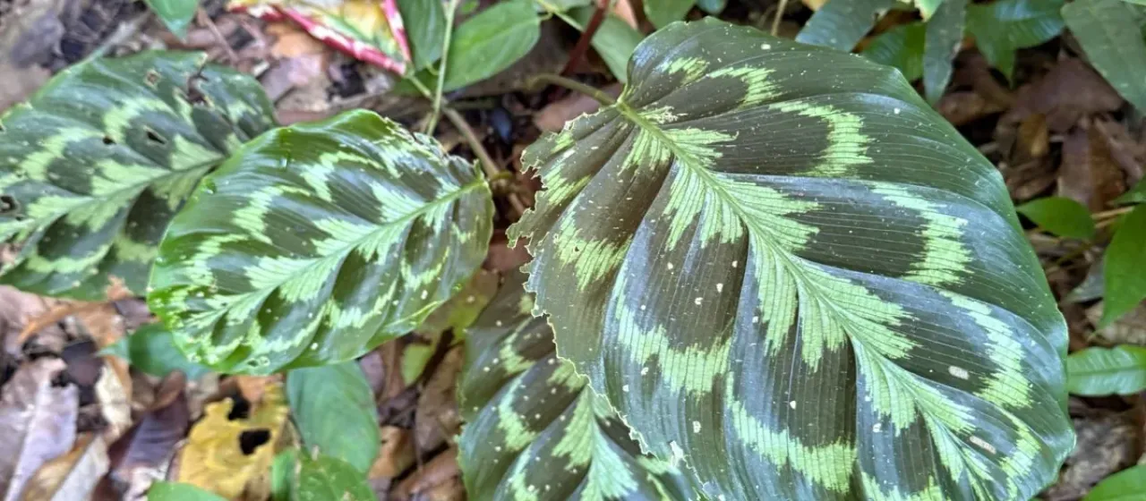 Calathea pseudoveitchiana