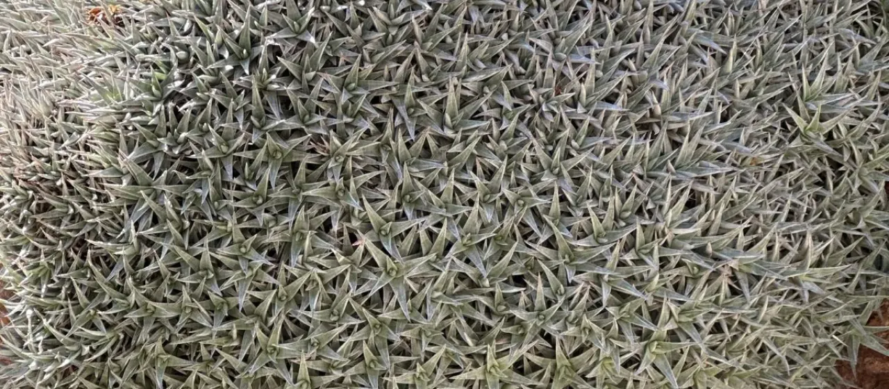 Deuterocohnia brevifolia