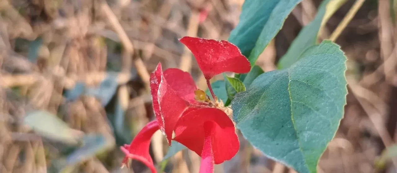 Chinese Hat Plant