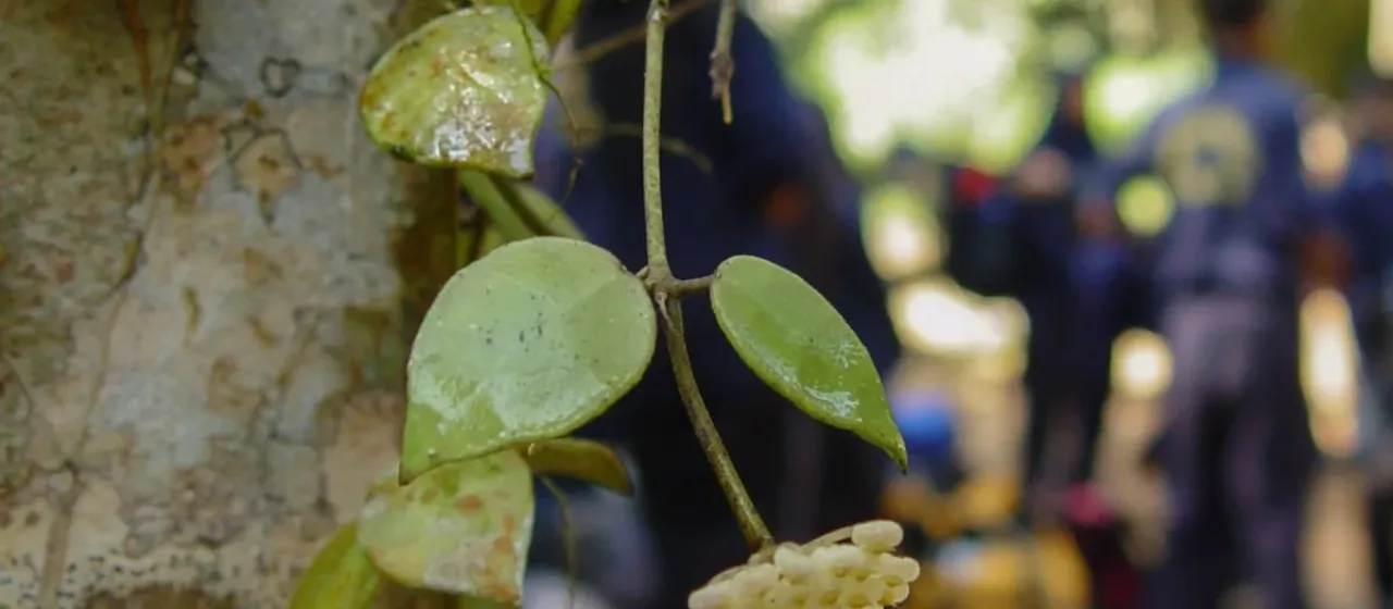 Hoya lacunosa