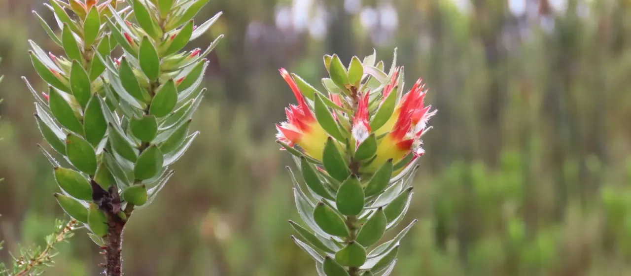 Mimetes hirtus