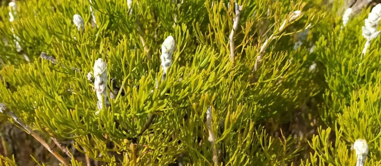 Paranomus spicatus