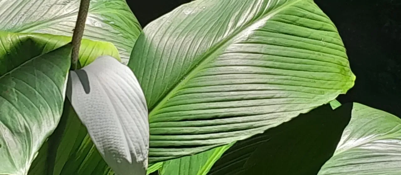 Spathiphyllum cannifolium