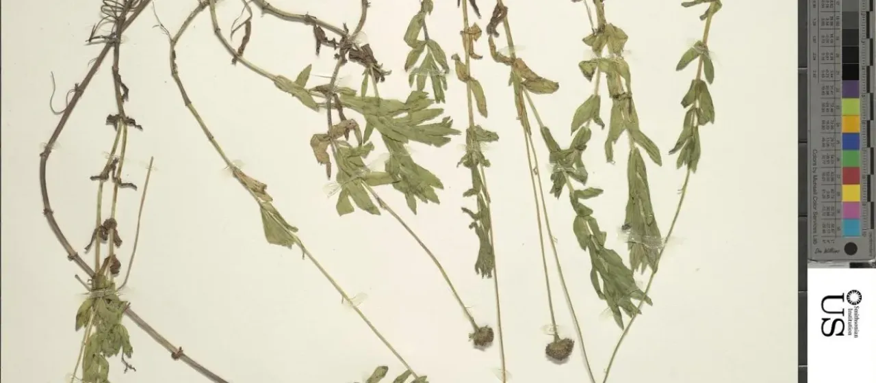 Trichocoronis sessilifolia