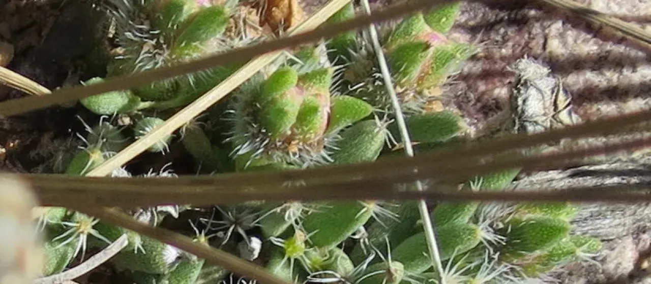 Trichodiadema densum