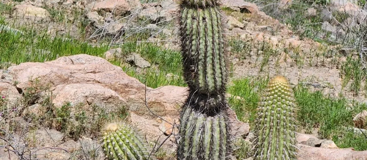 Weberbauerocereus weberbaueri