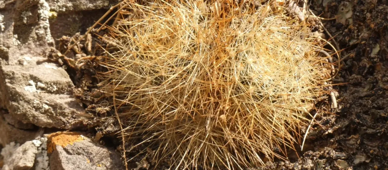 Aylostera fulviseta