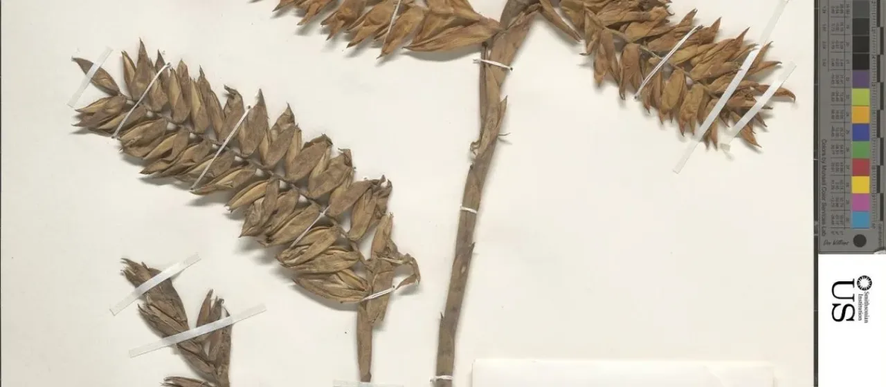 Racinaea dyeriana