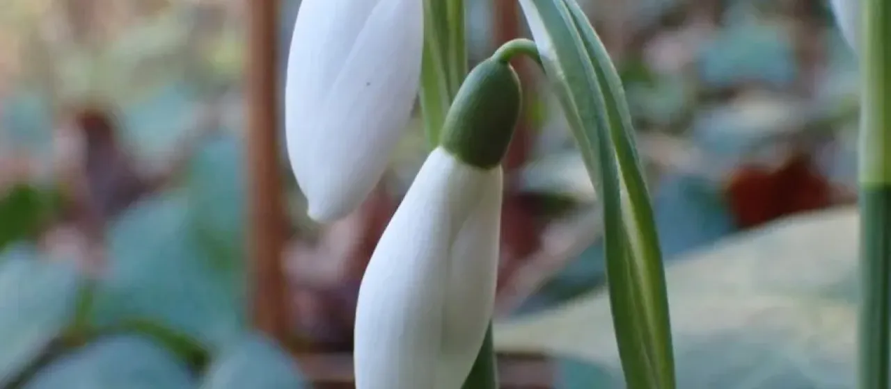Common snowdrop