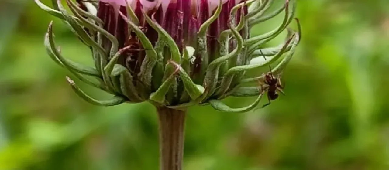 Jurinea cyanoides