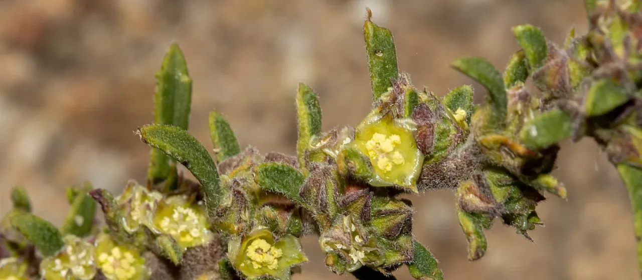 Lawrencia glomerata
