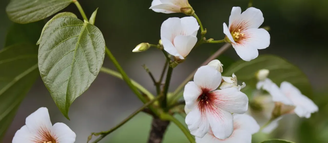 Tung tree