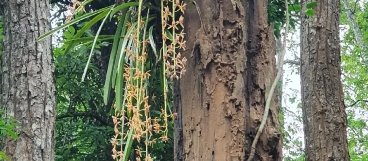 Cymbidium aloifolium