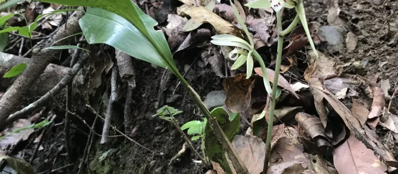 Cymbidium lancifolium