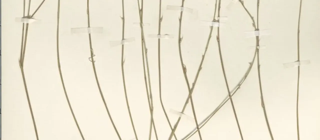 Haworthiopsis attenuata