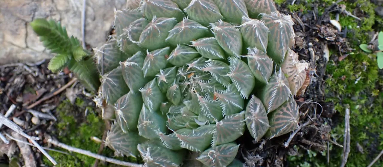 Haworthia cooperi