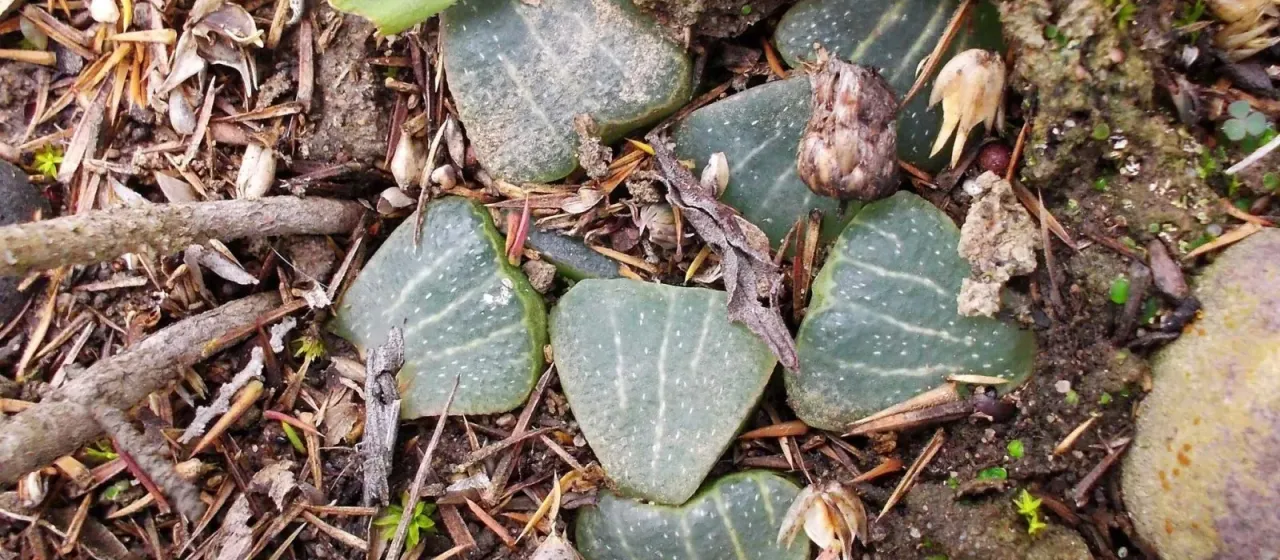 Haworthia pygmaea