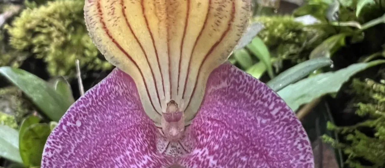 Masdevallia caudata