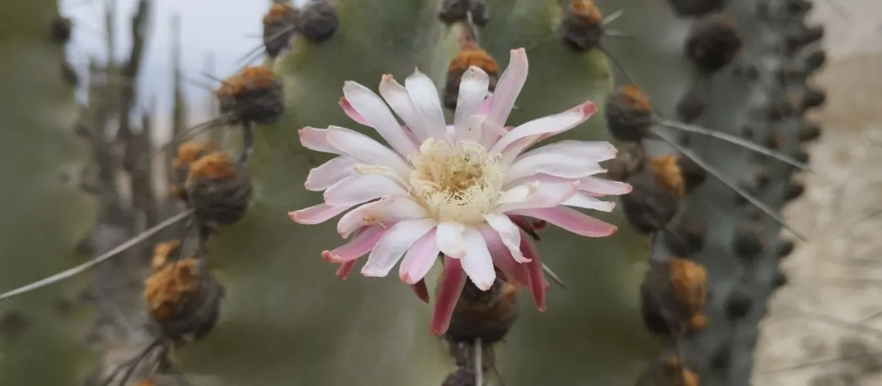 Neoraimondia arequipensis