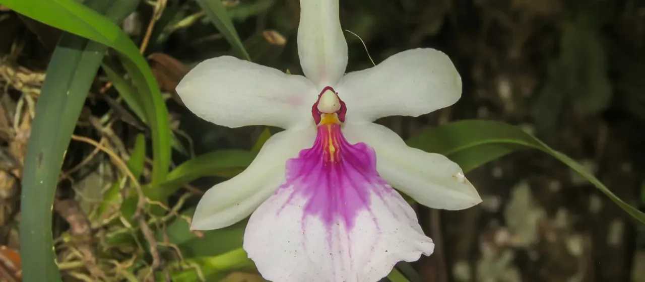 Miltonia spectabilis