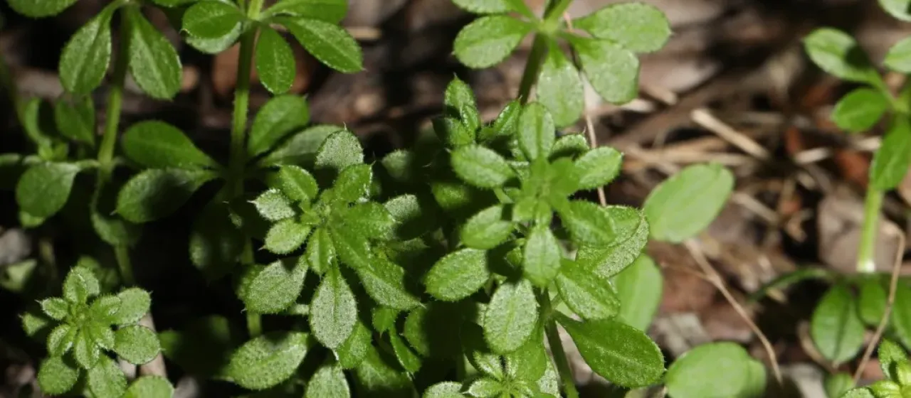 Cleavers