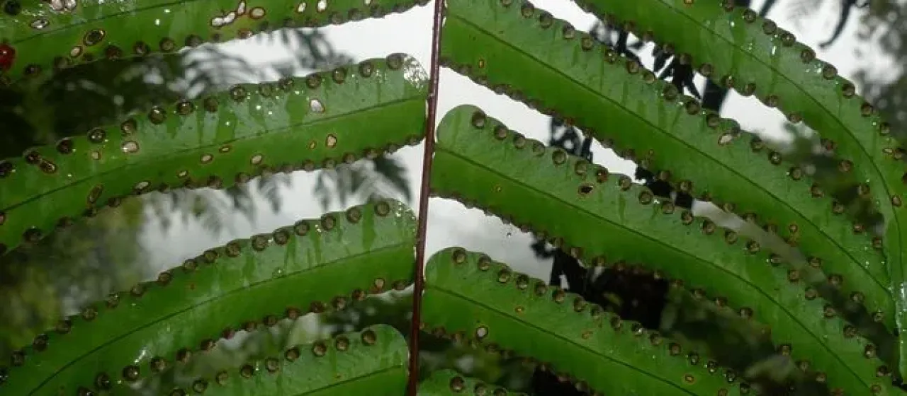Nephrolepis obliterata