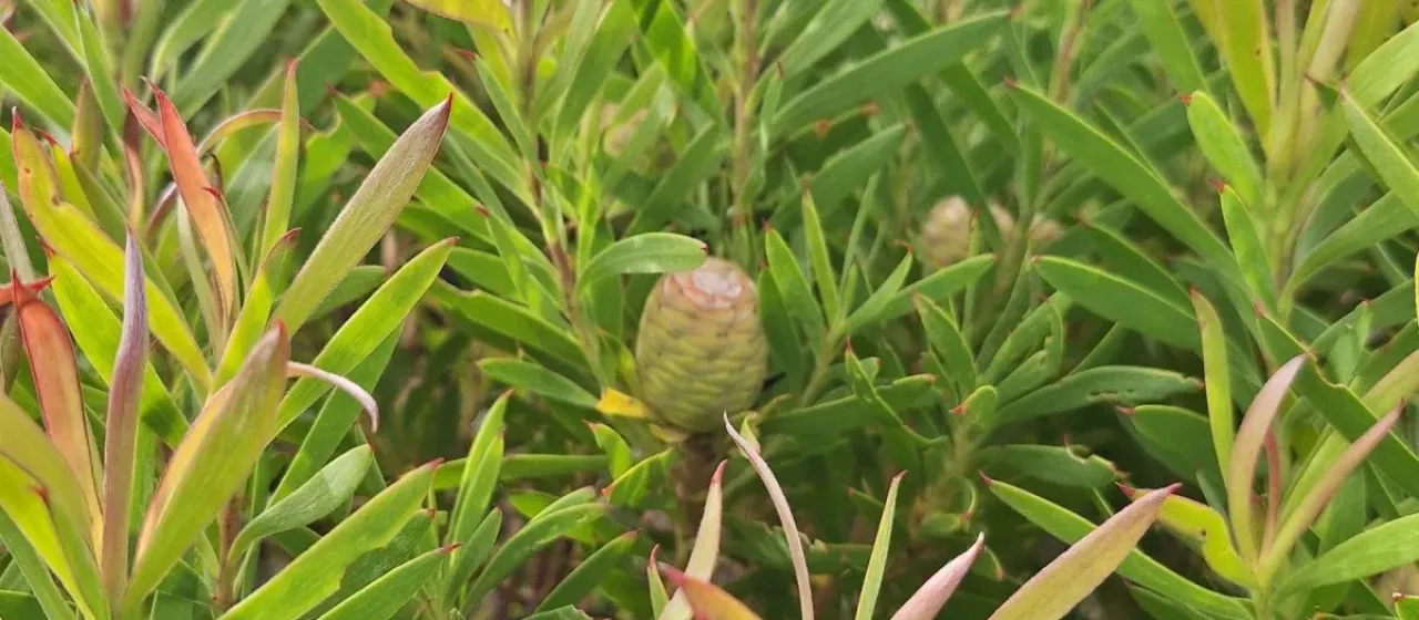Leucadendron coniferum