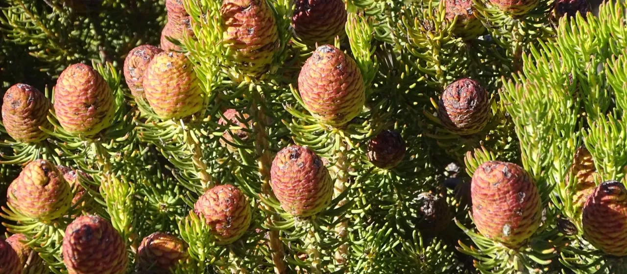 Leucadendron teretifolium