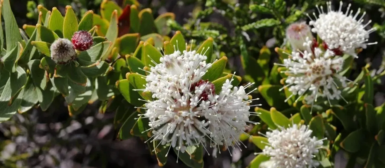 Leucospermum bolusii
