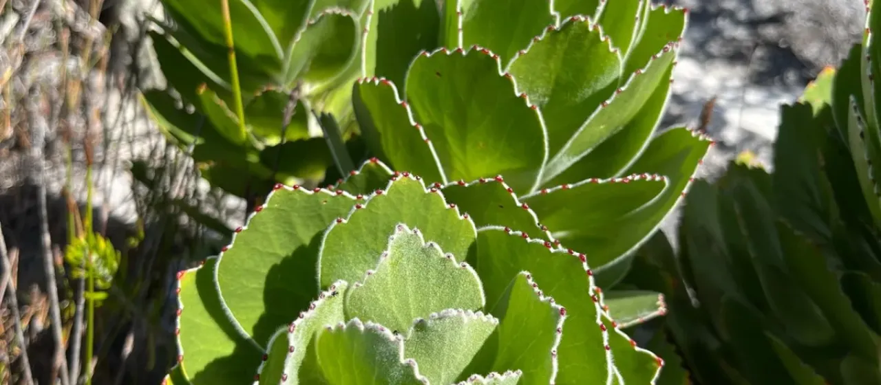 Leucospermum conocarpodendron