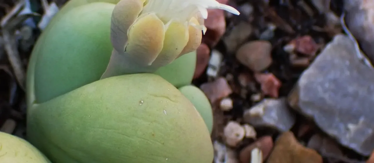 Gibbaeum heathii