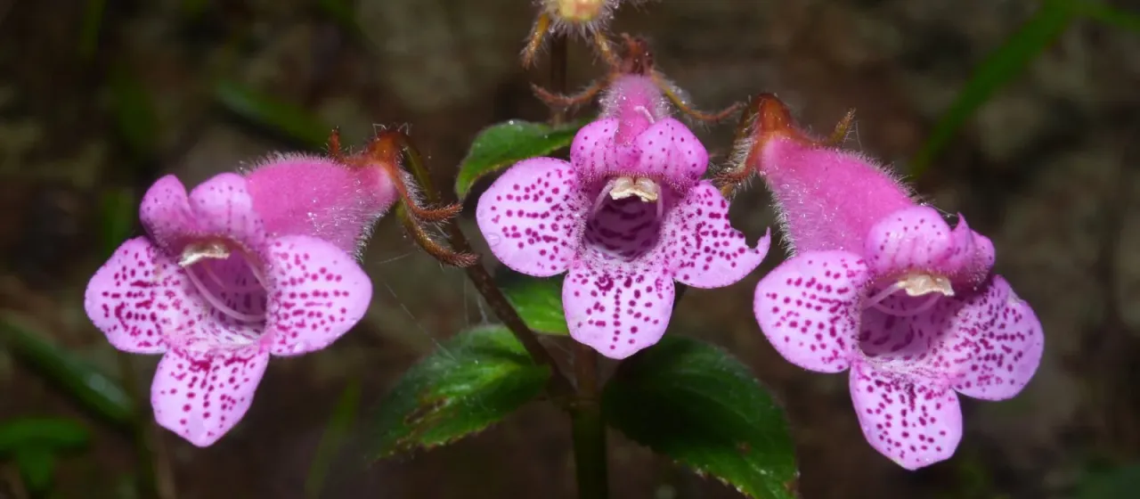 Seemannia gymnostoma