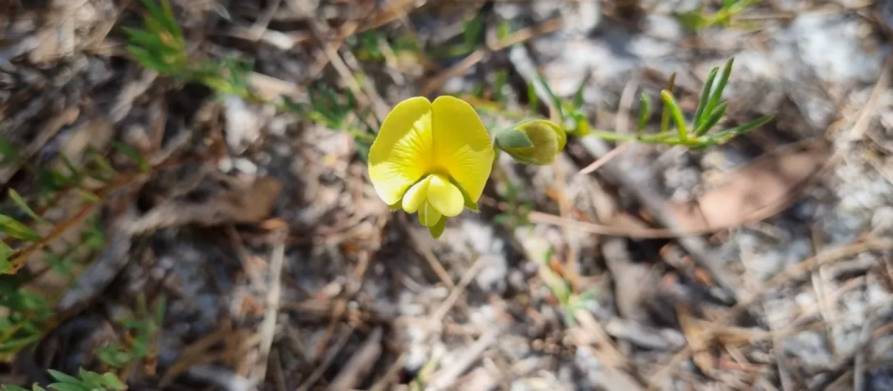 Gompholobium huegelii