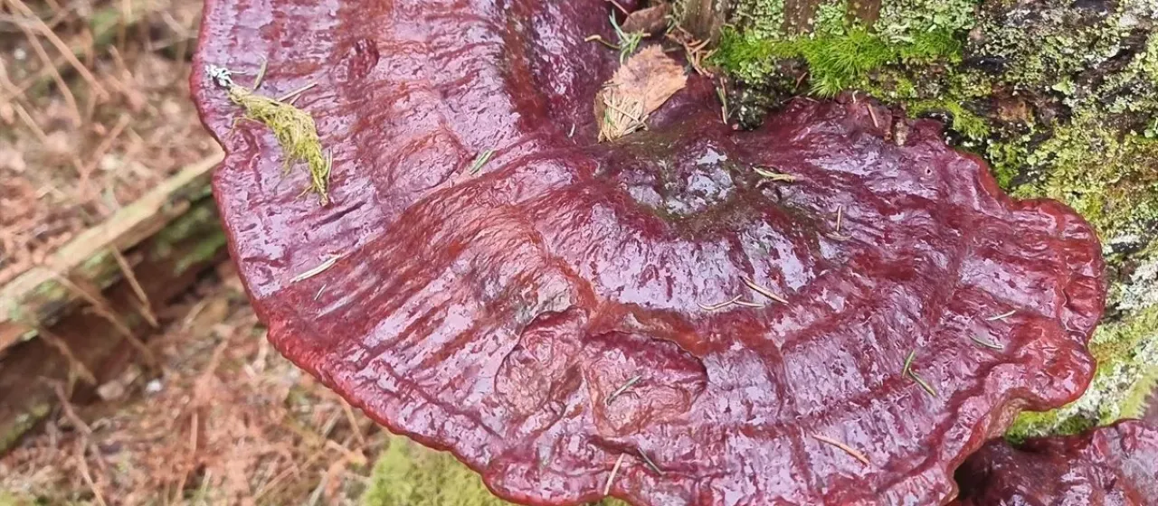Reishi Mushroom