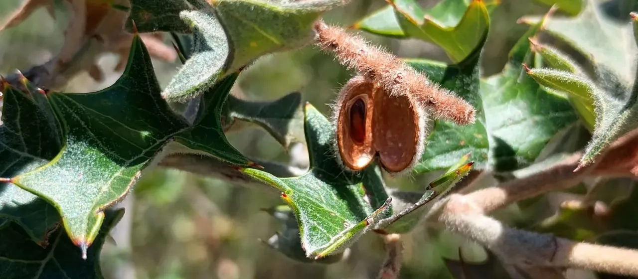 Holly-leaf grevillea