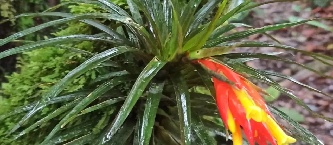 Guzmania angustifolia