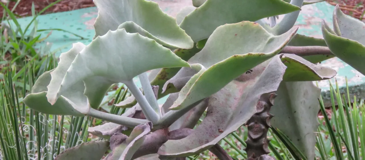 Kalanchoe beharensis